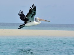 Burung Camar Berulah Lagi, Kini Bikin Pelikan di Kebun Binatang Hilang