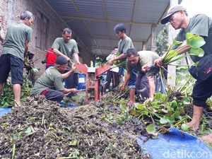 Petani Waduk Cengklik Boyolali Sulap Eceng Gondok Jadi Pupuk Organik Petani Waduk Cengklik Boyolali Sulap Eceng Gondok Jadi Pupuk Organik
