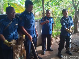 Ngeri! Warga Aceh Besar Temukan Ular di Sela-sela Tempat Tidur