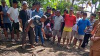Penampakan Ular Piton Berukuran 7 Meter yang Mangsa Wanita di Jambi