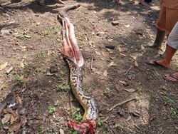 Kronologi Wanita di Jambi Dimangsa Piton, Sempat Dilaporkan Hilang