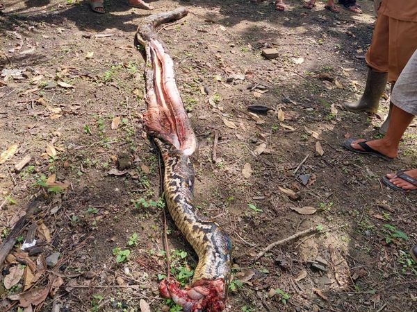 Penampakan Ular Piton Berukuran 7 Meter yang Mangsa Wanita di Jambi