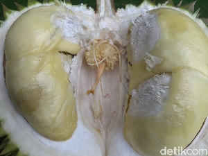Istimewa dari Lumajang! Ini Durian Kembang yang Manis Legit Istimewa dari Lumajang! Ini Durian Kembang yang Manis Legit