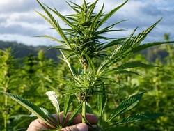 Thailand Kembali Larang Penggunaan Ganja untuk Non Medis