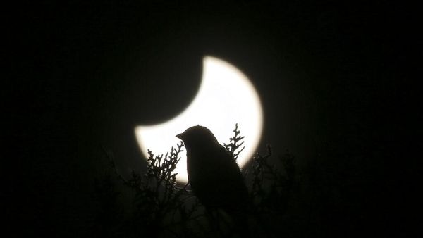 Penampakan Gerhana Matahari Terakhir 2022 di Berbagai Negara