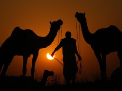 Ibnu Umar dan Penggembala Kambing, Ingatkan Muslimin bahwa Allah Maha Melihat