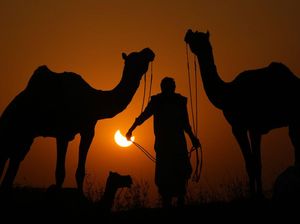 Ibnu Umar dan Penggembala Kambing, Ingatkan Muslimin bahwa Allah Maha Melihat Ibnu Umar dan Penggembala Kambing, Ingatkan Muslimin bahwa Allah Maha Melihat
