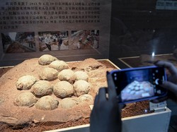 5 Sarang Dinosaurus Terbesar yang Pernah Ditemukan, Ada Fosil Ratusan Telur