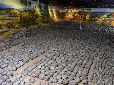 Museum di China Pamer 20 Ribu Fosil Telur Dinosaurus, Ada yang Isi Kristal