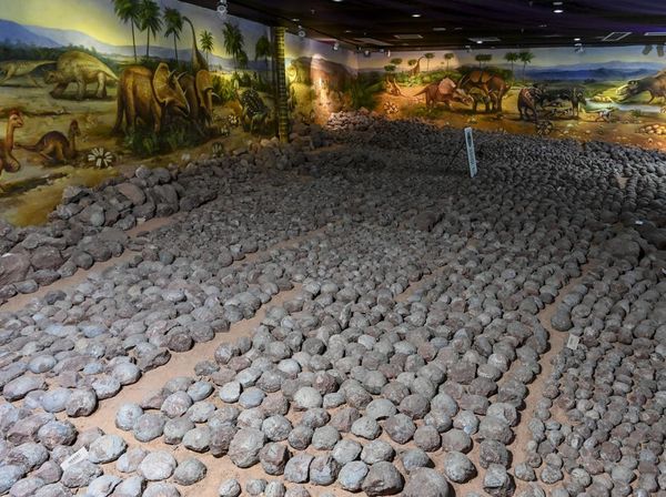Museum di China Pamer 20 Ribu Fosil Telur Dinosaurus, Ada yang Isi Kristal