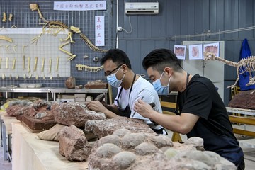 Jejak Zaman Jurassic: Mengapa Fosil Dinosaurus Sering Ditemukan di China?