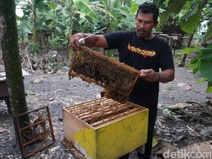Mengintip Budi Daya Lebah dan Kampung Madu di Kemlagi Mojokerto