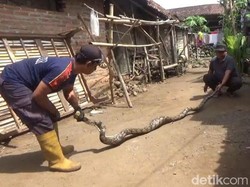 Sanca 4 Meter Pemangsa Ayam Warga di Jombang Ditangkap