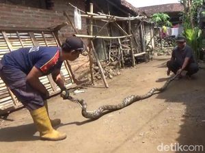 Sanca 4 Meter Pemangsa Ayam Warga di Jombang Ditangkap Sanca 4 Meter Pemangsa Ayam Warga di Jombang Ditangkap