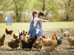 7 Fakta Menarik Tentang Ayam, Benarkah Keturunan T-rex?