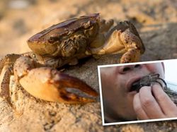 Duh! Pria Ini Alami Infeksi Parah Usai Makan Kepiting Hidup