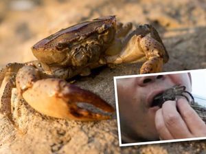 Duh! Pria Ini Alami Infeksi Parah Usai Makan Kepiting Hidup Duh! Pria Ini Alami Infeksi Parah Usai Makan Kepiting Hidup