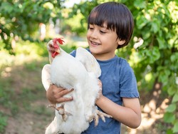 Diinvasi Ayam, Warlok Beri Hadiah Bagi yang Bisa Usir