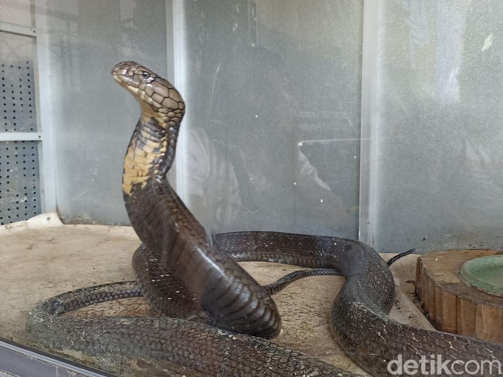 Peringatan Keras Pencinta Reptil soal Bahaya Pelihara King Kobra