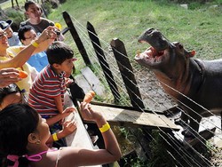 Kuda Nil Pablo Escobar yang Bikin Repot Satu Negara