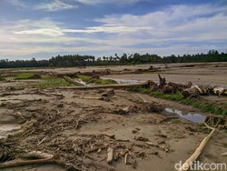 Kelompok Tani di Mamuju Ngaku Tak Bisa Tanam Padi 3 Tahun Imbas Banjir