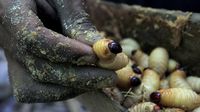 Melihat Festival Ulat Sagu di Kampung Yoboi Papua