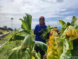 Sedih, Petani Tembakau Ponorogo Gagal Panen-Rugi Puluhan Juta gegara Hujan