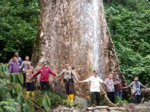 Pohon Raksasa di Agam Sumbar, Usia 560 Tahun, Tinggi 50 Meter Pohon Raksasa di Agam Sumbar, Usia 560 Tahun, Tinggi 50 Meter