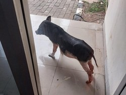 Geger Babi Misterius Masuk ke Kantor DLH DKI Jakarta