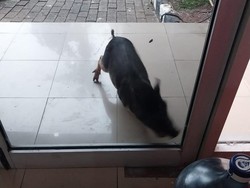 Mak Jegagik! Ada Babi Nyelonong ke Kantor Dinas LH DKI