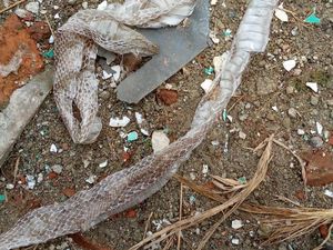 Temukan Sisik Ular di Rumah, Warga Bogor Panggil Damkar