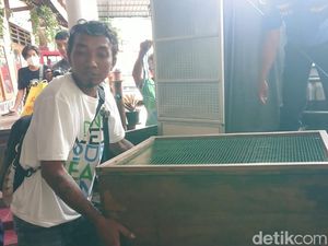 Begini Proses Tim Panji Petualang Evakuasi King Kobra yang Tewaskan Tuannya Begini Proses Tim Panji Petualang Evakuasi King Kobra yang Tewaskan Tuannya