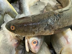 7 Manfaat Ikan Gabus dan Ungkapan Tentangnya di Sunda