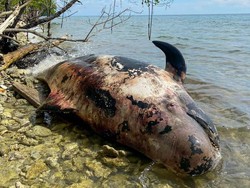 Bangkai Paus Seberat 4.000 Kg Terdampar di Perairan Raja Ampat