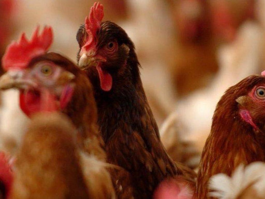 Kasus Flu Burung di Indonesia Dipastikan Belum Bertransmisi ke Manusia