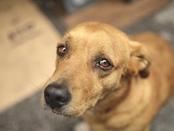 Lagi, Bocah 4 Tahun Meninggal Usai Digigit Anjing Rabies Milik Kakek