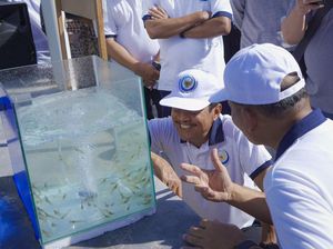 Kembangkan Induk Udang Vaname, KKP Pede Penuhi Target Produksi di 2024