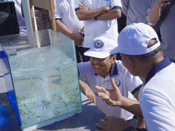 Kembangkan Induk Udang Vaname, KKP Pede Penuhi Target Produksi di 2024