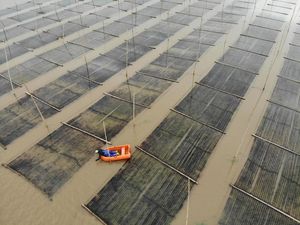 Penyuka Nori Wajib Tahu, Ternyata Begini Cara Panennya