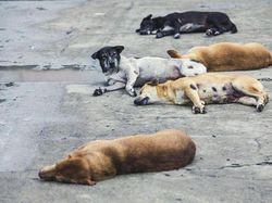 Sebelum Meninggal, Korban Rabies Buleleng Sempat Dibawa ke Balian