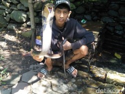Pernah Hadapi Viper hingga King Kobra, Jari Pawang Ular Nyaris Diamputasi