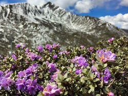 Samudera Bunga Ini Penuh Misteri dan Bikin Bingung Ilmuwan