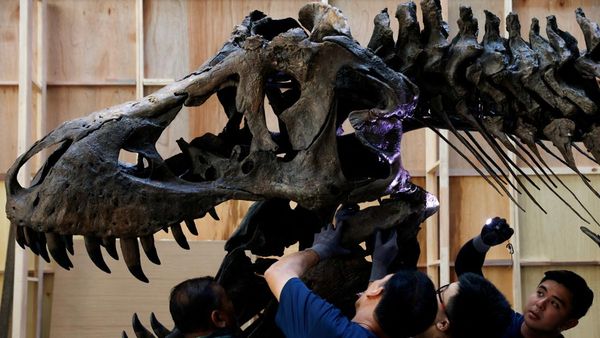 Fosil T. Rex Mau Dilelang, Harganya Dahsyat!