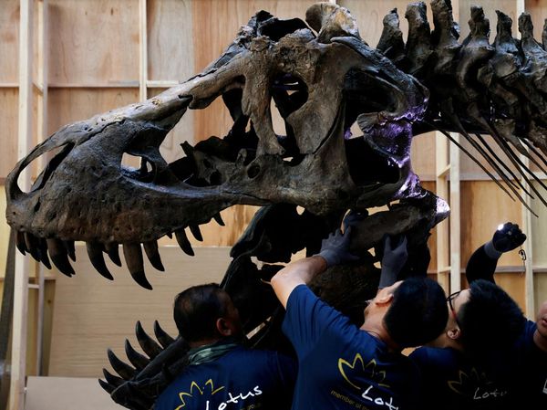 Fosil T. Rex Mau Dilelang, Harganya Dahsyat!