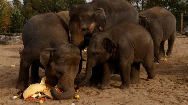 Elephants eat a pumpkin ahead of Halloween, at Pairi Daiza zoo in Brugelette, Belgium, October 28, 2022. REUTERS/Yves Herman