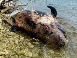 Fakta-fakta Paus Biru Mamalia Raksasa Terdampar di Raja Ampat