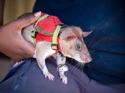 Tikus Ini Dilatih untuk Selamatkan Korban Gempa, Kok Bisa?
