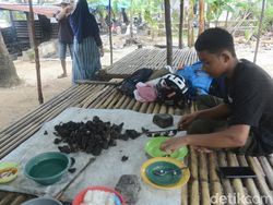 Bahan Baku Langka, Pedagang Tiram Bakar di Barru Harus Berburu ke Pangkep