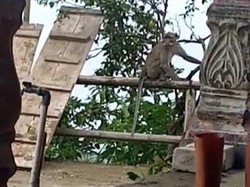 Warga Sambat Kera Ekor Panjang Rusak Tanaman di Lereng Merapi di Boyolali