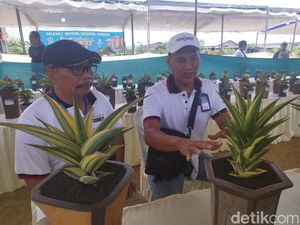 Kontes Sansevieria Kembali Digelar di Gresik, Ada yang Harganya Rp 150 juta Kontes Sansevieria Kembali Digelar di Gresik, Ada yang Harganya Rp 150 juta
